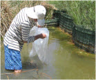 Douglas Tave - Refugium Manager releasing fish